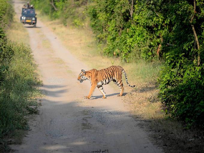 Jim Corbett National Park