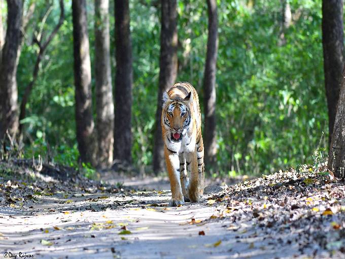 Booking Jim Corbett