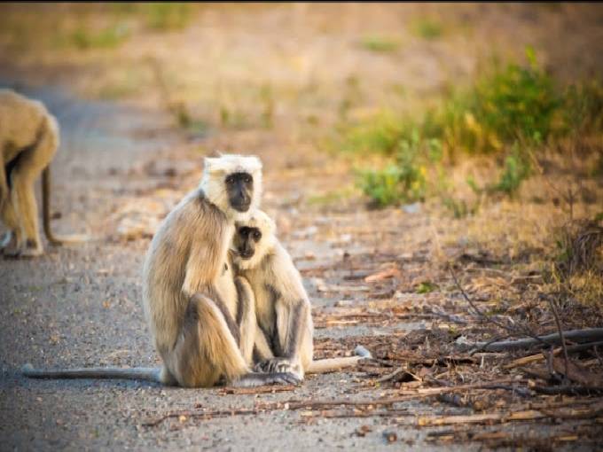 Jim Corbett National Park