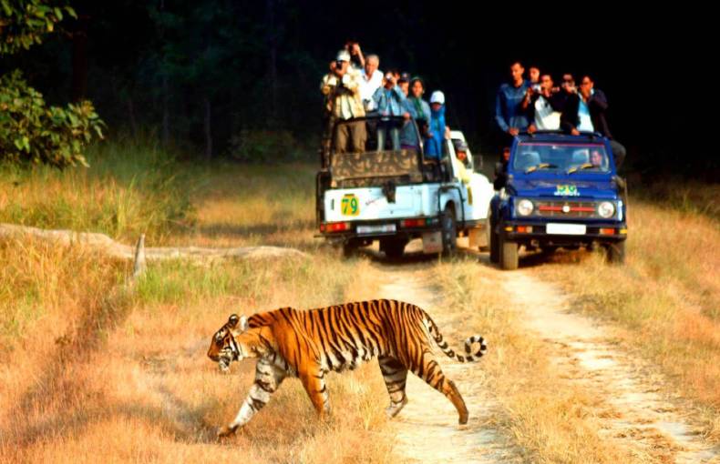 Corbett Jeep Safari